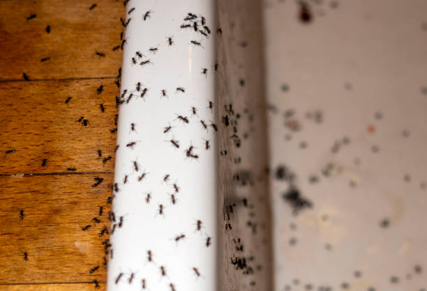 Best Bed Bug Extermination  in Haledon, NJ